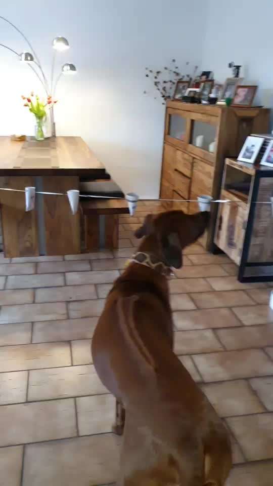 Rhodesian Ridgeback-Beitrag-Bild