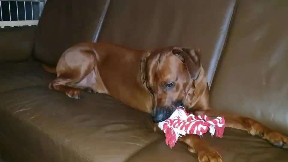 Rhodesian Ridgeback-Beitrag-Bild