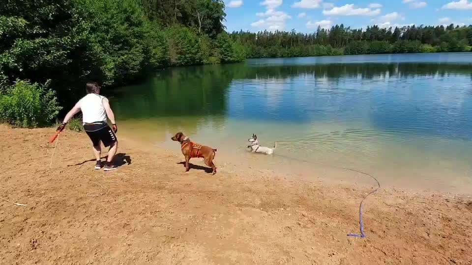 Rhodesian Ridgeback-Beitrag-Bild