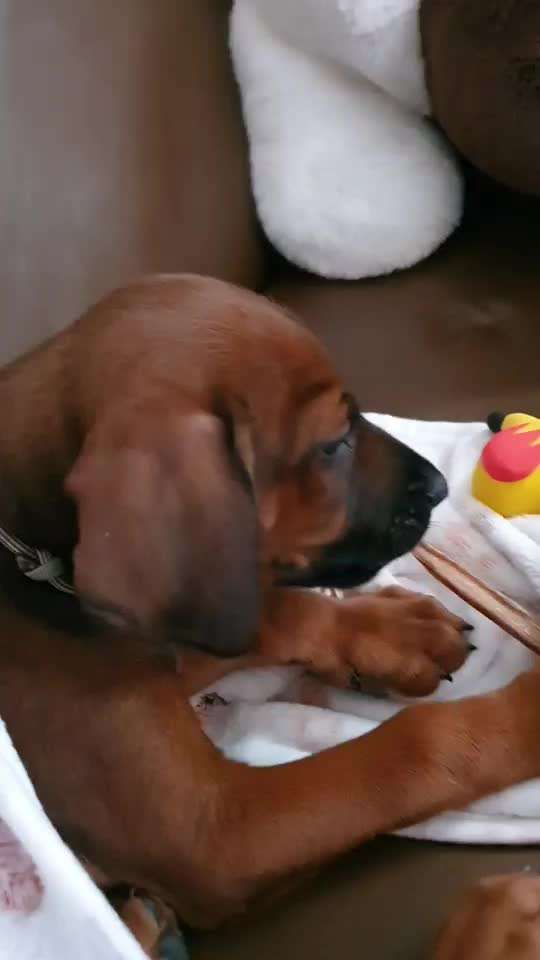 Rhodesian Ridgeback-Beitrag-Bild