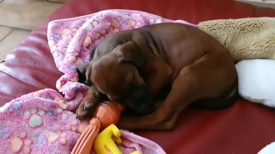 Rhodesian Ridgeback-Beitrag-Bild