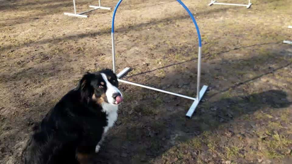 Hoopers Freunde hier?-Beitrag-Bild