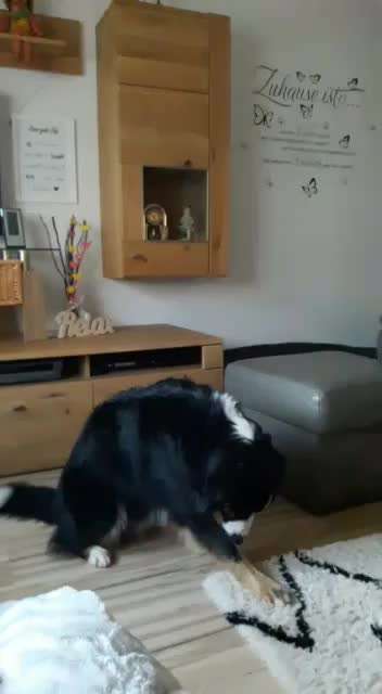 Trick Challenge Nr. 19 - Herzenshund-Beitrag-Bild