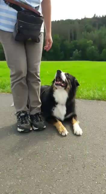 Dogorama Blog Challenge: Hundetricks-Beitrag-Bild