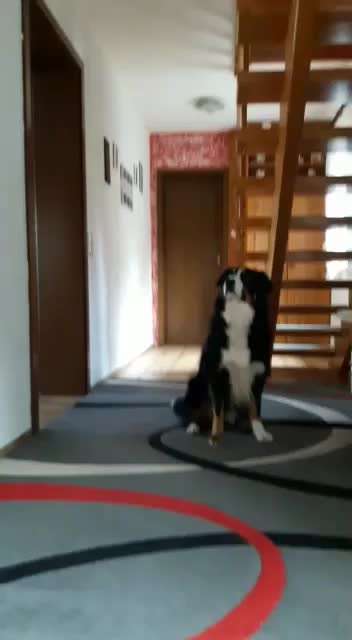 Dogorama Blog Challenge: Hundetricks-Beitrag-Bild