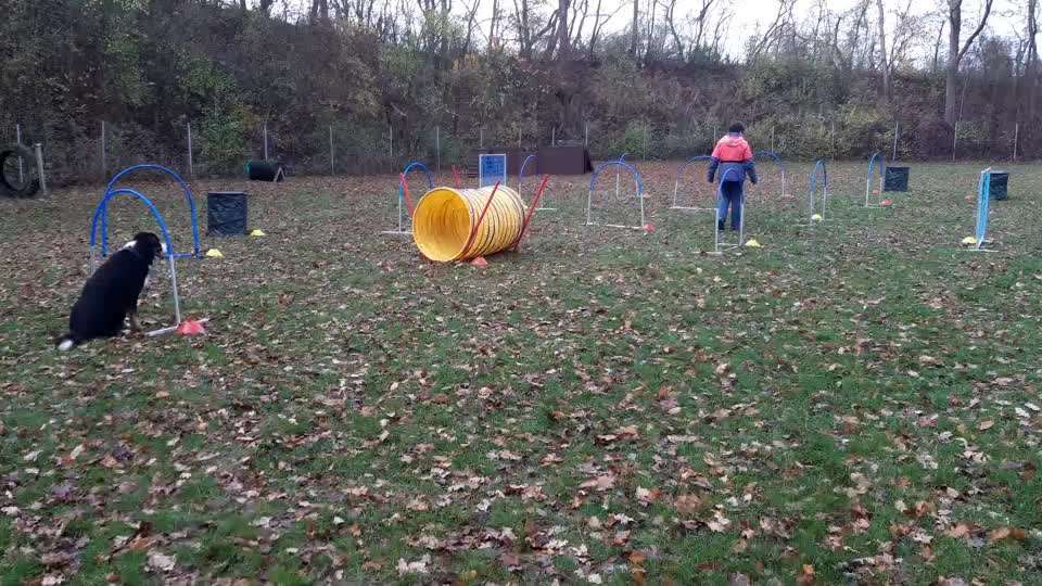 Hoopers-Agility, die "neue" Sportart in Deutschland-Beitrag-Bild