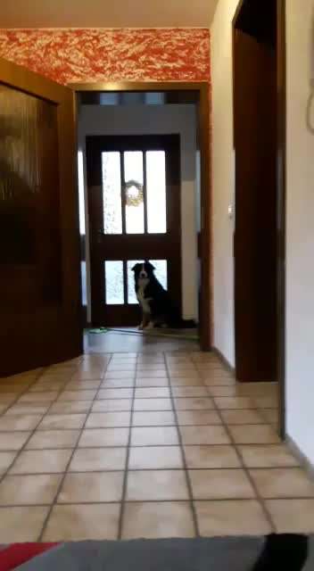 Dogorama Blog Challenge: Hundetricks-Beitrag-Bild