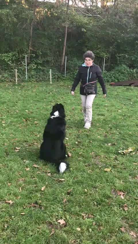 Trickdogging-Beitrag-Bild