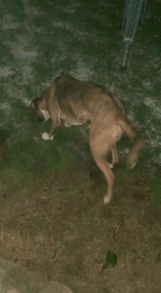 Windhunde - Treffen der besonderen Schönheiten
HERZLICH WILLKOMMEN-Beitrag-Bild