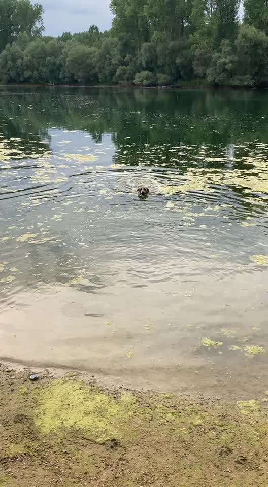 Windhunde - Treffen der besonderen Schönheiten
HERZLICH WILLKOMMEN-Beitrag-Bild