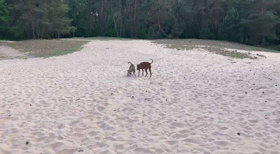 Windhunde - Treffen der besonderen Schönheiten
HERZLICH WILLKOMMEN-Beitrag-Bild