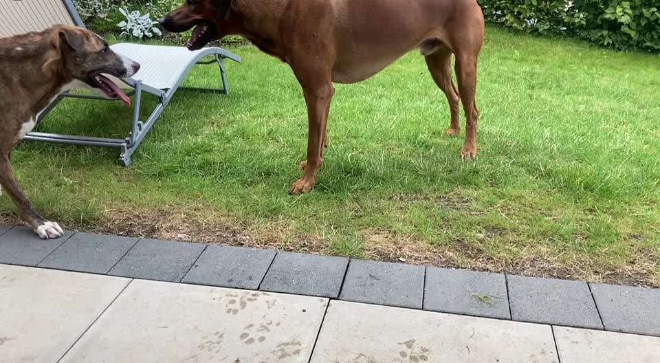 Windhunde - Treffen der besonderen Schönheiten
HERZLICH WILLKOMMEN-Beitrag-Bild