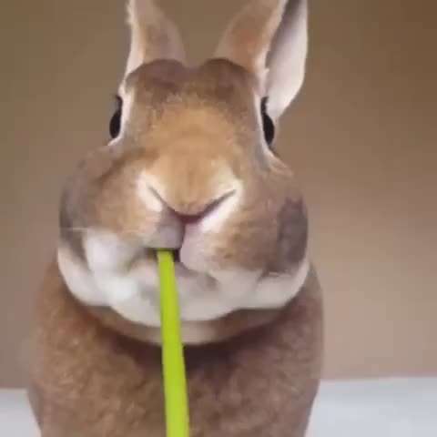 Windhunde - Treffen der besonderen Schönheiten
HERZLICH WILLKOMMEN-Beitrag-Bild