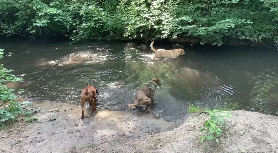 Windhunde - Treffen der besonderen Schönheiten
HERZLICH WILLKOMMEN-Beitrag-Bild