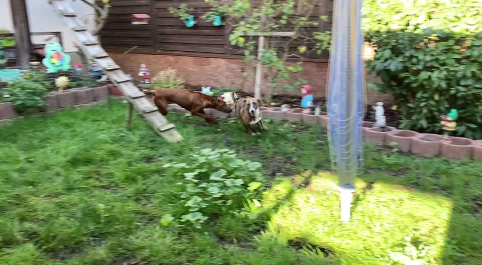 Windhunde - Treffen der besonderen Schönheiten
HERZLICH WILLKOMMEN-Beitrag-Bild