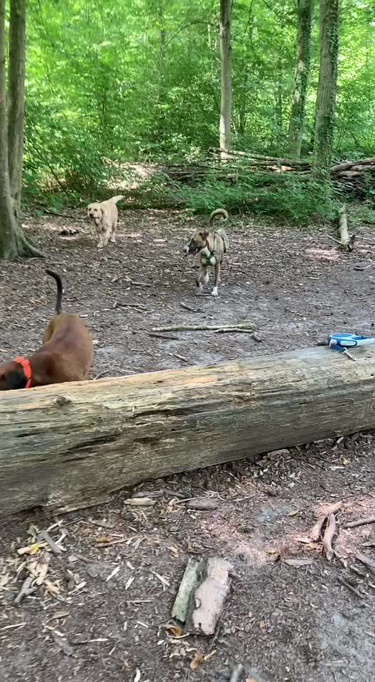 Windhunde - Treffen der besonderen Schönheiten
HERZLICH WILLKOMMEN-Beitrag-Bild