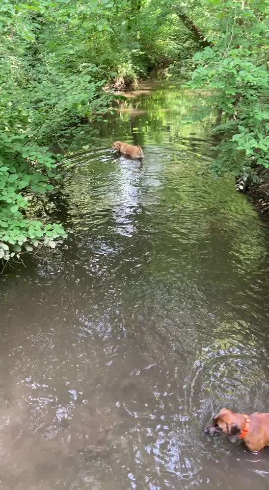 Windhunde - Treffen der besonderen Schönheiten
HERZLICH WILLKOMMEN-Beitrag-Bild
