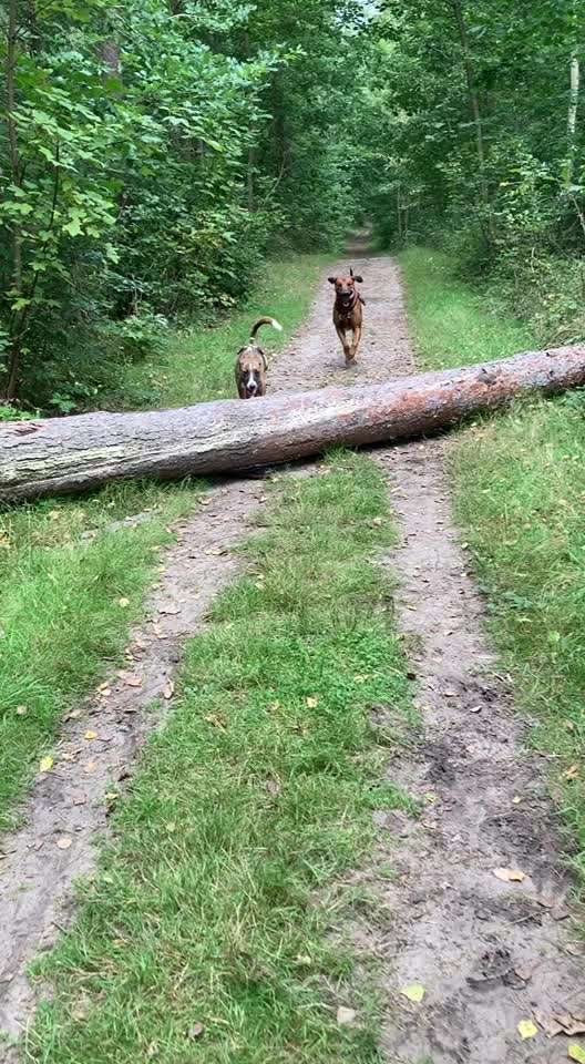 Windhunde - Treffen der besonderen Schönheiten
HERZLICH WILLKOMMEN-Beitrag-Bild