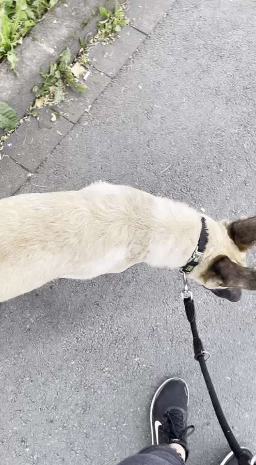 Hüft Problem Hund...-Beitrag-Bild