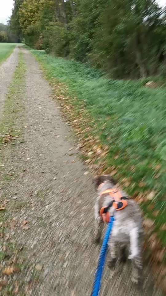 Lagotto Romagnolo Besitzer-Beitrag-Bild