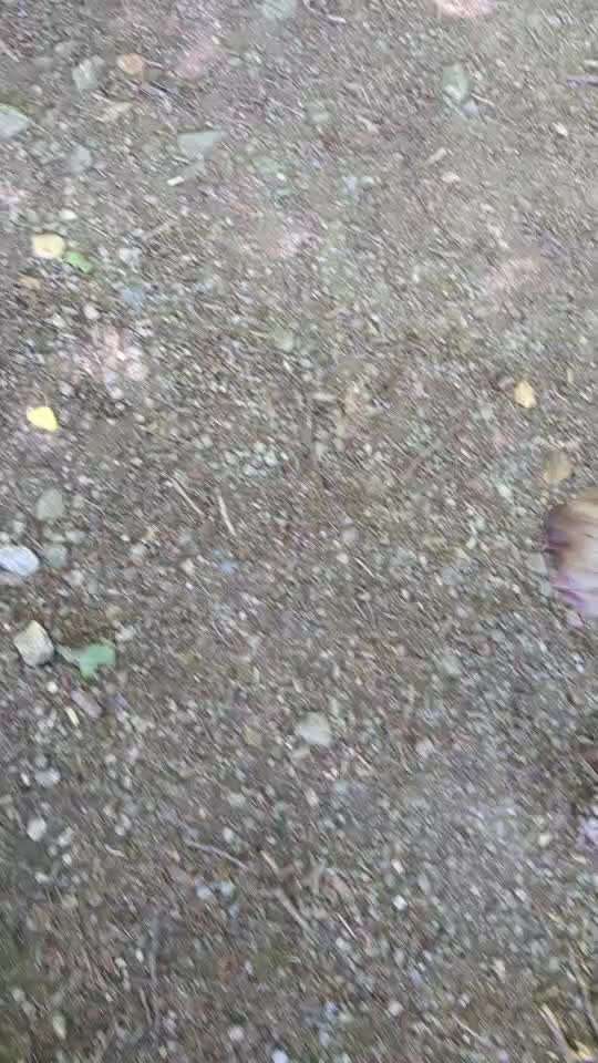 Lagotto Romagnolo Besitzer-Beitrag-Bild