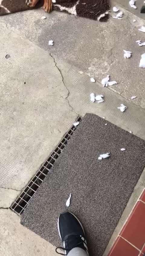 Zeig mir, dass du mit einem hund zusammenlebst....-Beitrag-Bild