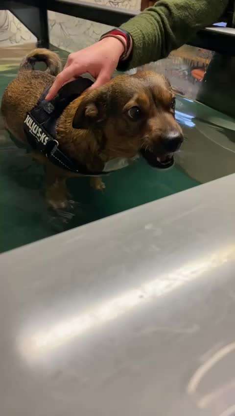 Kreuzbandriss TPLO-Beitrag-Bild