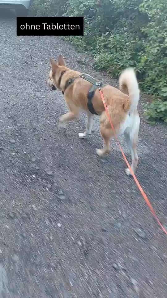 Gangbild - ohne und mit Schmerztabletten-Beitrag-Bild