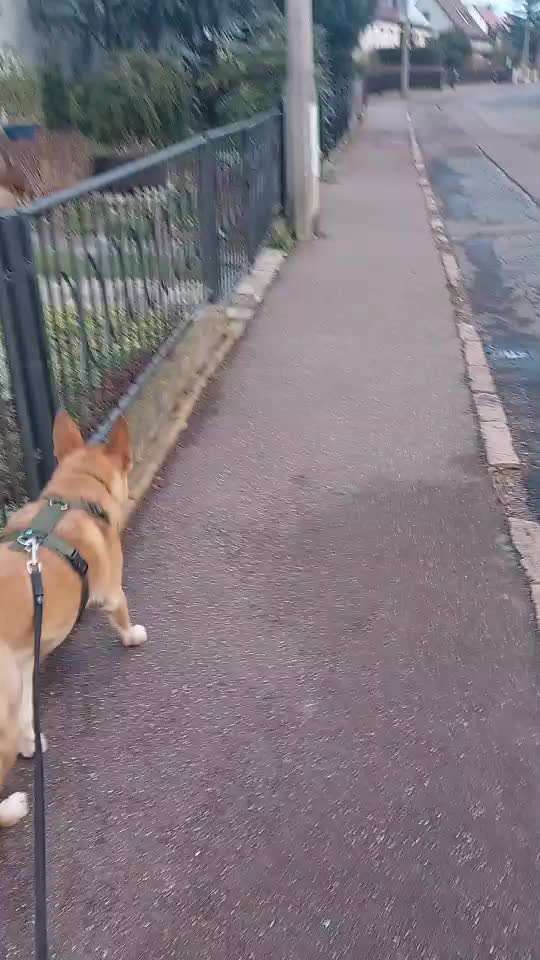 1,5 jährige Hündin zieht total an der Leine, wenn mehr als 2 Personen mit ihr laufen.-Beitrag-Bild