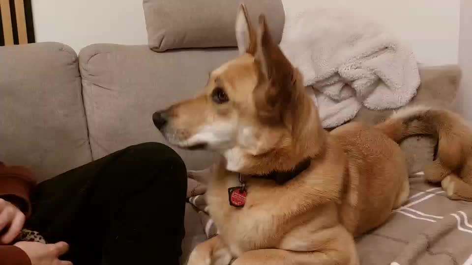 Welche Zahnpasta für den Hund könnt ihr Empfehlen?-Beitrag-Bild