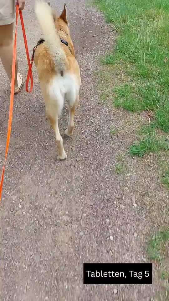 Gangbild - ohne und mit Schmerztabletten-Beitrag-Bild