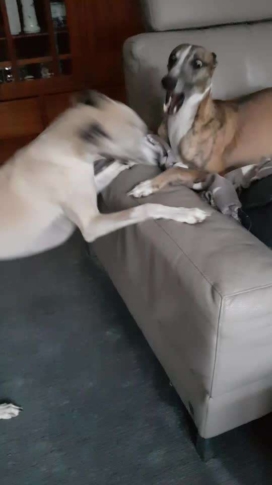 Windhunde - Treffen der besonderen Schönheiten
HERZLICH WILLKOMMEN-Beitrag-Bild