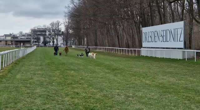 Windhunde - Treffen der besonderen Schönheiten
HERZLICH WILLKOMMEN-Beitrag-Bild