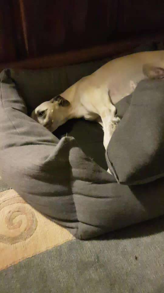 Windhunde - Treffen der besonderen Schönheiten
HERZLICH WILLKOMMEN-Beitrag-Bild