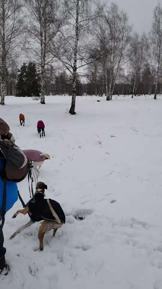 Windhunde - Treffen der besonderen Schönheiten
HERZLICH WILLKOMMEN-Beitrag-Bild