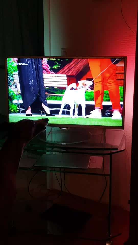 Windhunde - Treffen der besonderen Schönheiten
HERZLICH WILLKOMMEN-Beitrag-Bild