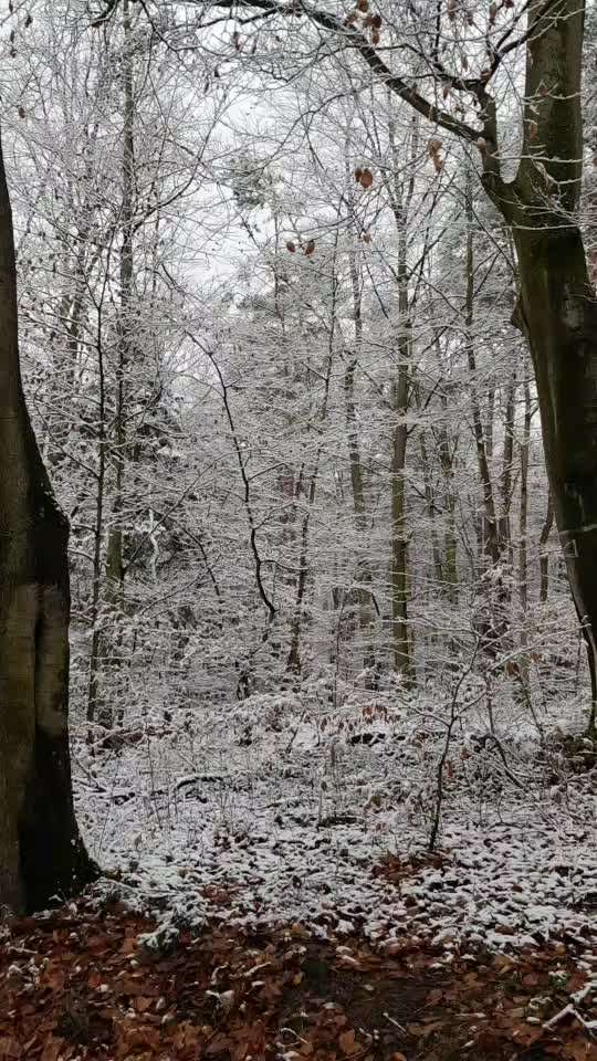 Windhunde - Treffen der besonderen Schönheiten
HERZLICH WILLKOMMEN-Beitrag-Bild