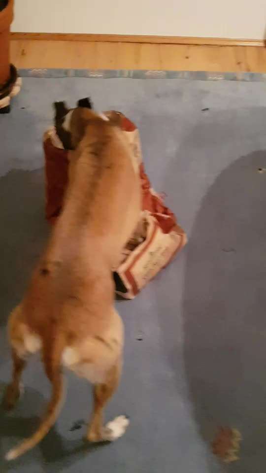 Windhunde - Treffen der besonderen Schönheiten
HERZLICH WILLKOMMEN-Beitrag-Bild