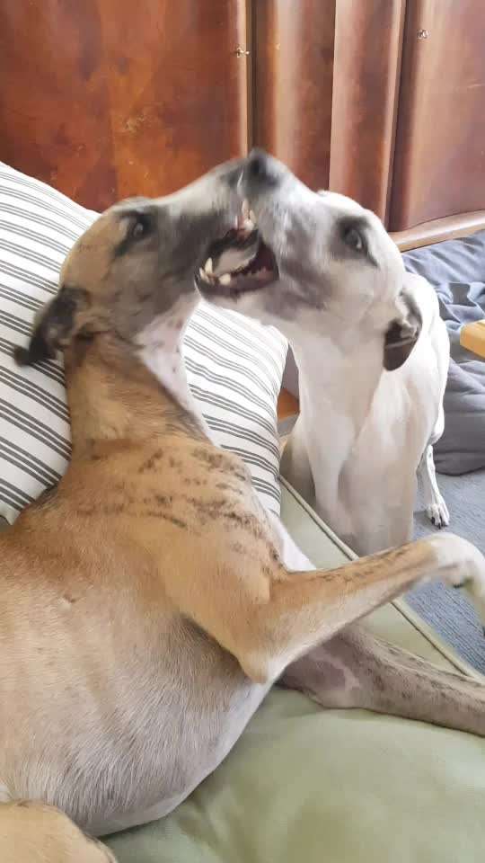 Windhunde - Treffen der besonderen Schönheiten
HERZLICH WILLKOMMEN-Beitrag-Bild