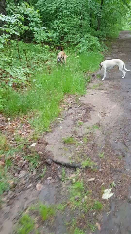 Windhunde - Treffen der besonderen Schönheiten
HERZLICH WILLKOMMEN-Beitrag-Bild