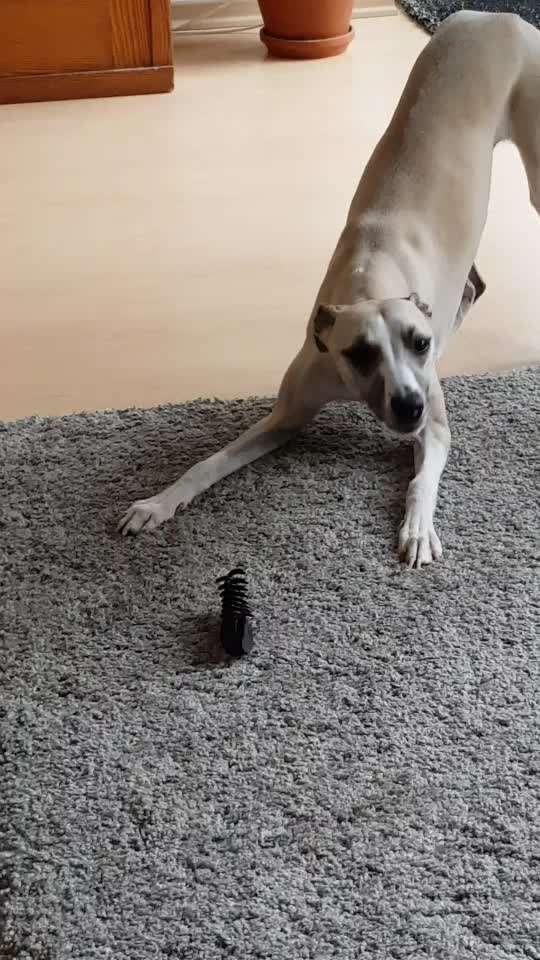 Windhunde - Treffen der besonderen Schönheiten
HERZLICH WILLKOMMEN-Beitrag-Bild