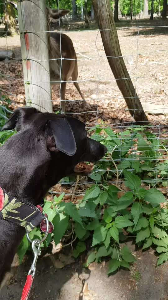 Windhunde - Treffen der besonderen Schönheiten
HERZLICH WILLKOMMEN-Beitrag-Bild