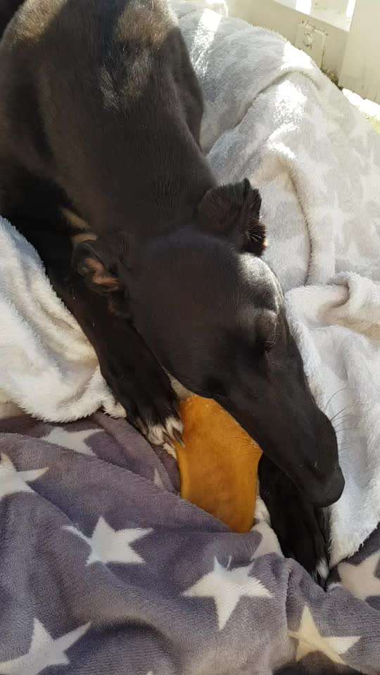 Windhunde - Treffen der besonderen Schönheiten
HERZLICH WILLKOMMEN-Beitrag-Bild