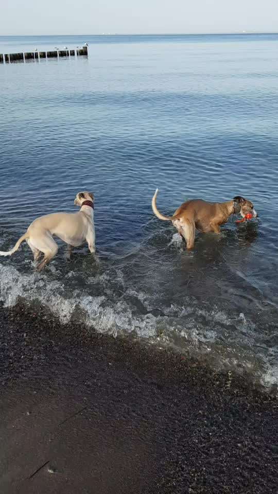 Windhunde - Treffen der besonderen Schönheiten
HERZLICH WILLKOMMEN-Beitrag-Bild