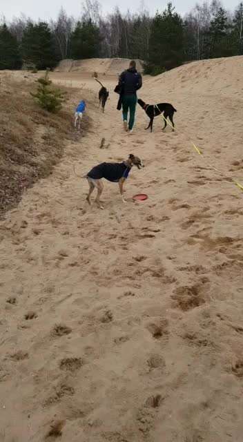 Windhunde - Treffen der besonderen Schönheiten
HERZLICH WILLKOMMEN-Beitrag-Bild