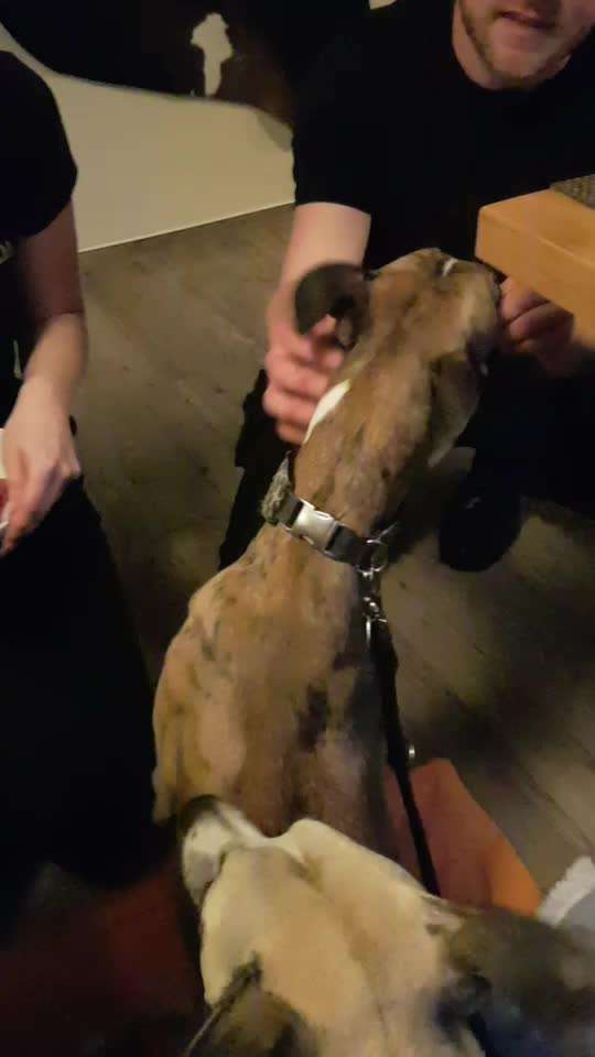 Windhunde - Treffen der besonderen Schönheiten
HERZLICH WILLKOMMEN-Beitrag-Bild