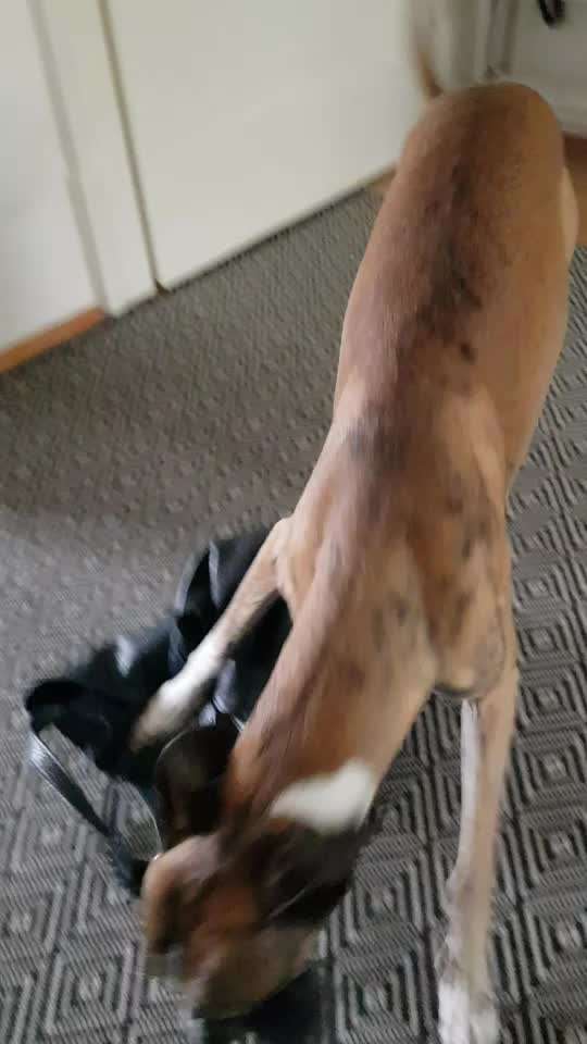 Windhunde - Treffen der besonderen Schönheiten
HERZLICH WILLKOMMEN-Beitrag-Bild