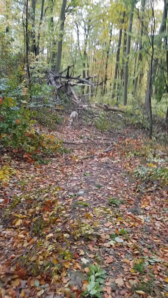 Windhunde - Treffen der besonderen Schönheiten
HERZLICH WILLKOMMEN-Beitrag-Bild
