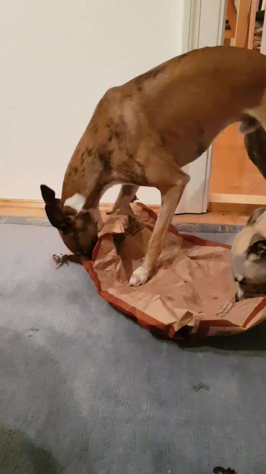 Windhunde - Treffen der besonderen Schönheiten
HERZLICH WILLKOMMEN-Beitrag-Bild