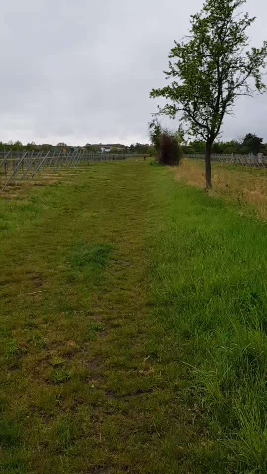 Windhunde - Treffen der besonderen Schönheiten
HERZLICH WILLKOMMEN-Beitrag-Bild